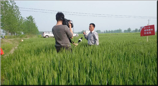 阜南小麥長勢好，安徽三農來報道