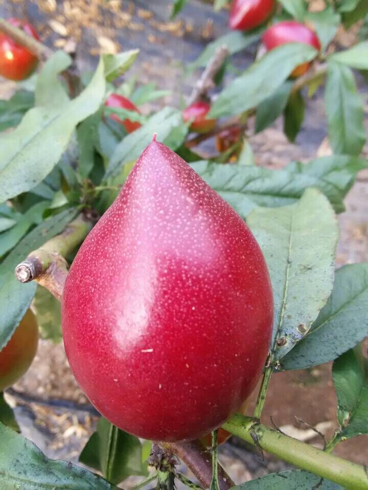 施用紅四方水溶肥后，油桃色澤艷麗，個(gè)頭也是竄了不少！
