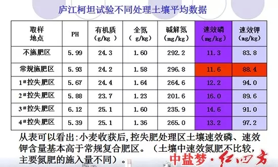 廬江柯坦實(shí)驗(yàn)不同土壤處理對(duì)比圖，控失復(fù)合肥明顯高于普通肥料和不施肥區(qū)域