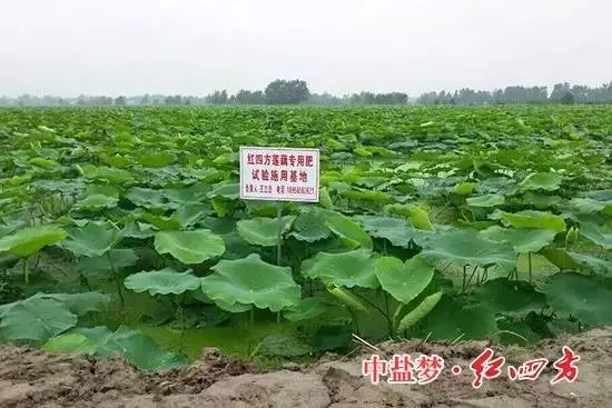 施用紅四方蓮藕專用復合肥料要注意哪些呢？