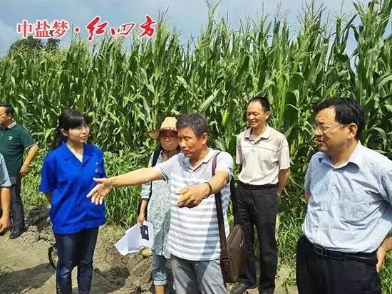紅四方緩釋肥的養分一直在持續釋放，作物前期不脫肥，試驗效果初步展現
