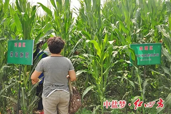 一處施用了紅四方緩釋肥49%（26-11-12），另一處對照組施用了其他品牌緩釋肥料。