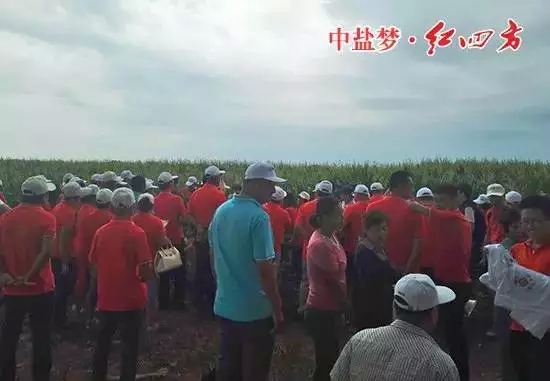 走訪團與當地百余名農戶來到了紅四方緩釋肥試驗點