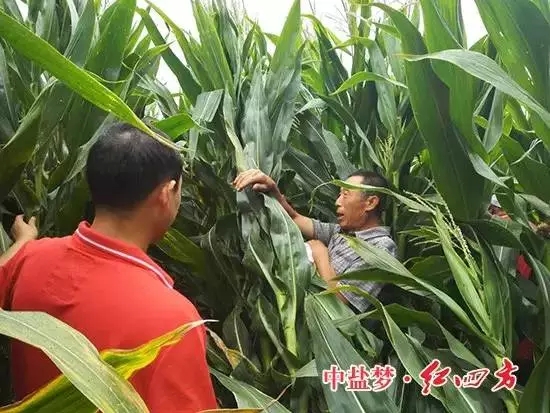 農民正在翻看過人高的玉米