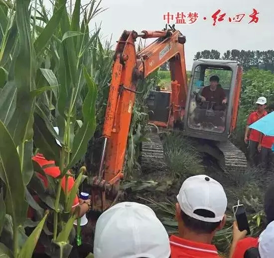 玉米扎根深得三五個大漢也扯不上來，得用機器挖才行