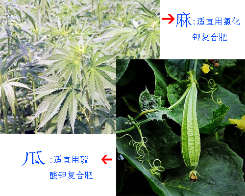 分辨硫酸鉀復合肥與氯化鉀復合肥