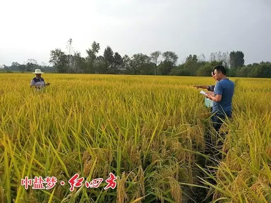 懷寧縣種植業(yè)管理局副局長，黃墩農技站站長與紅四方農化銷售員一起查看紅四方緩釋肥示范田，豎起拇指夸“好肥料，好莊稼”！
