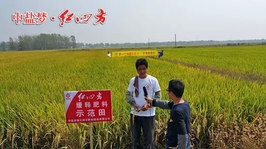 安徽長豐縣水稻綜合實驗示范區(qū)，農戶正在接受電臺采訪：“紅四方緩釋肥用在水稻上增產效果非常明顯！”
