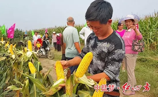 棒子沒禿尖，籽粒更飽滿。