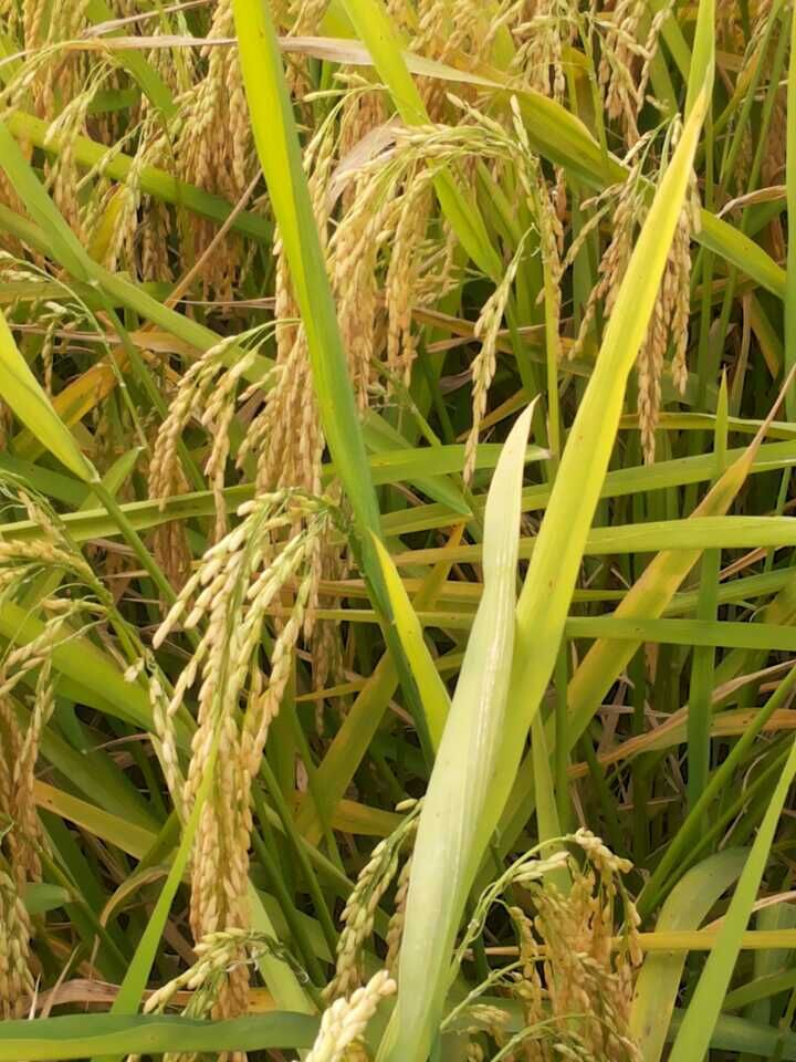 懷寧種植業(yè)管理局副局長陪同查看緩釋肥試驗田。