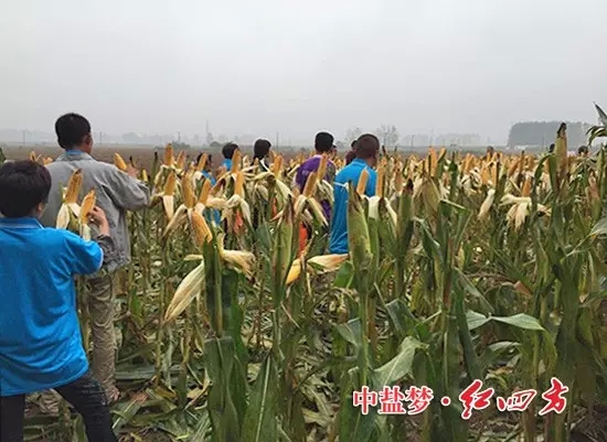 在河南漯河新店鎮(zhèn)，約40名網(wǎng)點商與種田大戶現(xiàn)場觀摩施用紅四方40%（28-6-6）添加腐植酸控失肥的玉米