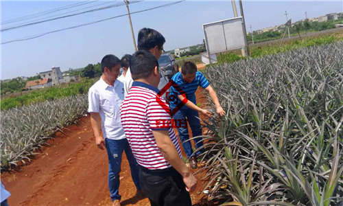 徐聞菠蘿硫酸鉀控失復合肥示范園