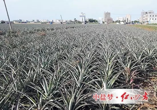 戲稱“菠蘿地海”都是因為施用紅四方硫酸鉀控失肥復合肥，更硫，用肥更少