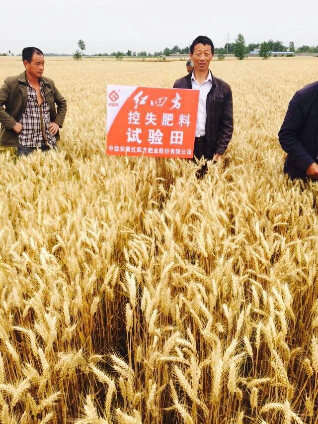 小麥控失肥試驗田中，一派豐收！