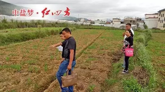 烈日下，我們陪客戶和當(dāng)?shù)赝练收竟ぷ魅藛T，到紅四方示范田看施用控失肥的玉米苗長勢情況。