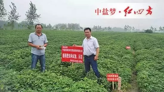 上午，在河南正陽土肥站劉站長、王剛的陪同下，我們一起去示范田觀摩。紅四方緩釋肥示范田與普通肥效果比較顯著，后期將繼續(xù)跟蹤…….