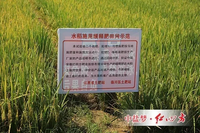 將水稻穗粒數(shù)、千粒重和分蘗數(shù)做對比
