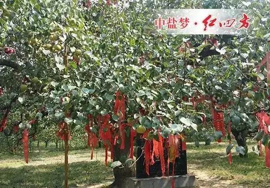 黃河故道示范區農業綜合服務中心打造的“數字果園”梨樹王示范點成為最亮的一顆“明星”。