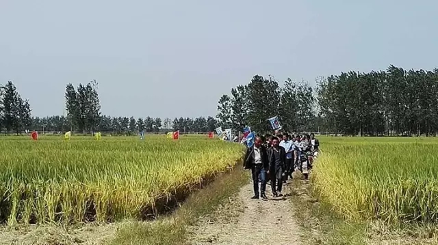 水稻長(zhǎng)勢(shì)較好，周邊種植大戶(hù)前來(lái)觀(guān)摩 