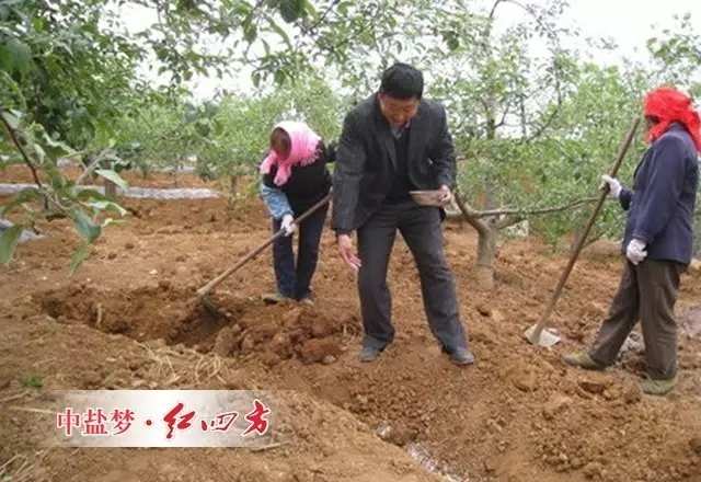 在垂直方向上吸收根具有成層分布的特點，蘋果、梨等仁果類果樹根系的集中分布層一般為20～80cm土層，桃、杏、李、櫻桃等核果類為20～40cm土層。