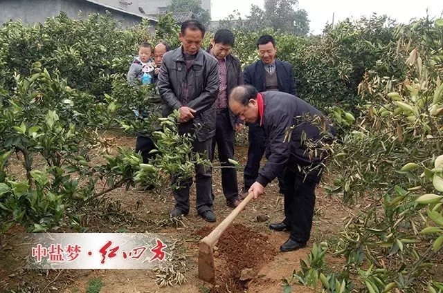 長期過量施用化肥，會致使土壤質量低下，現階段按需施用化肥是一方面，合理利用有機資源，用有機肥替代部分化肥，實現有機無機相結合，用耕地內在養分替代外來化肥養分投入。