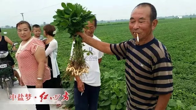 （甭看還沒熟，可我家的花生粒子特別多，特別實）