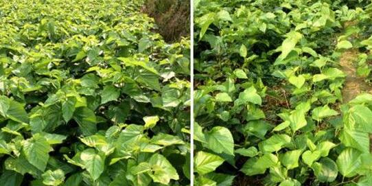 桑樹施用紅四方水溶肥對比效果展示