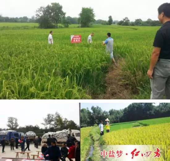 每當我們走在田間地頭，看到一些農民用電動車或其他車子馱著紅四方肥料奔向田間施肥